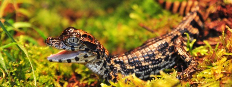 Im Zoo Schmiding ist von ganz kleinen Tierarten bis hin zu den Riesen der Savanne alles dabei.