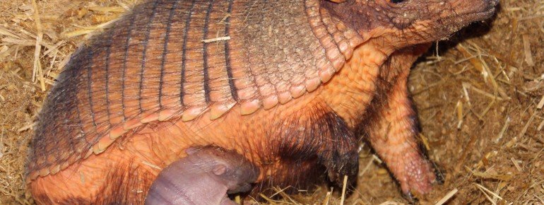 Die Gürteltiere leben ebenfalls im Aquazoo.