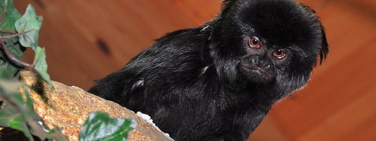 Springtamarin - ein Bewohner des Aquazoos