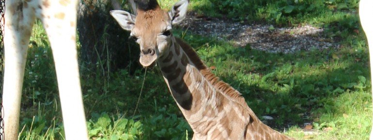 Die Giraffen kann man auf Augenhöhe beobachten.