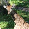 Die Giraffen kann man auf Augenhöhe beobachten.