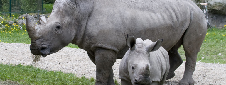 Die Nashörner leben auf dem großen Savannengehege des Zoos.