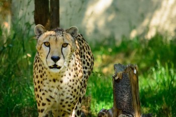 Über 600 Tiere kannst du im Zoo entdecken.