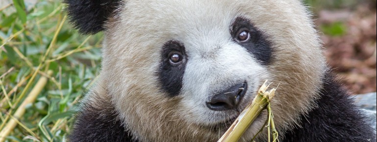 Panda Meng Meng während einer intensiven Knabber-Session.