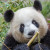 Panda Meng Meng während einer intensiven Knabber-Session.