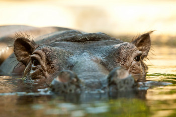 Auch Flusspferde gibt es im Berliner Zoo zu bestaunen.