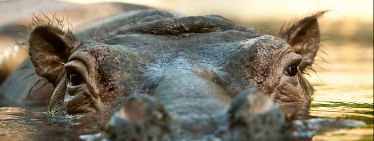 Auch Flusspferde gibt es im Berliner Zoo zu bestaunen.