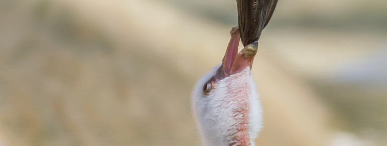 Mit ihrem mehr oder weniger intensiv rosafarbenem Gefieder sind Flamingos ein echter Hingucker im Zoo.