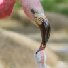 Mit ihrem mehr oder weniger intensiv rosafarbenem Gefieder sind Flamingos ein echter Hingucker im Zoo.