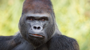 Ist nicht so grummelig wie er aussieht: Einer der Gorillas im Zoo.