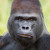 Ist nicht so grummelig wie er aussieht: Einer der Gorillas im Zoo.