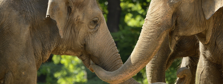 Asiatische Elefanten sind sehr treue, fürsorgliche Tiere. Sonst in Süd- und Südostasien daheim, haben sie auch im Zoo Berlin ein schönes Zuhause.
