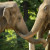 Asiatische Elefanten sind sehr treue, fürsorgliche Tiere. Sonst in Süd- und Südostasien daheim, haben sie auch im Zoo Berlin ein schönes Zuhause.