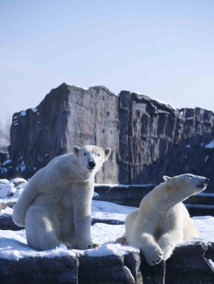 In der Erlebniswelt Alaska leben sogar Eisbären.
