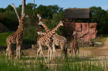 Die Giraffen kannst du in der Busch-Baumsavanne beobachten.