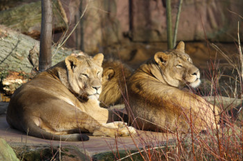 In der Erlebniswelt Afrika kannst du Löwen beobachten.