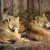 In der Erlebniswelt Afrika kannst du Löwen beobachten.