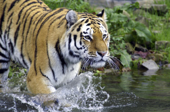 Der Armurtiger wird auch Sibirischer Tiger genannt.