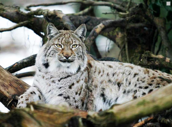A rare animal: The lynx