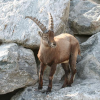 An ibex feeling at home within an Alpine scenery