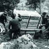 Over 65 years ago, ibexes were resettled in Pitztal.