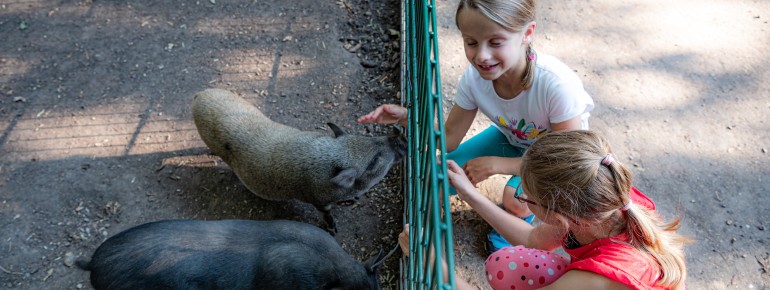 Nose to nose with the mini pigs: children experience up-close encounters with the animals.