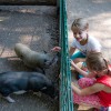 Nose to nose with the mini pigs: children experience up-close encounters with the animals.