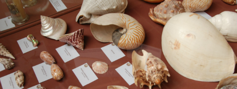 Shells in all shapes