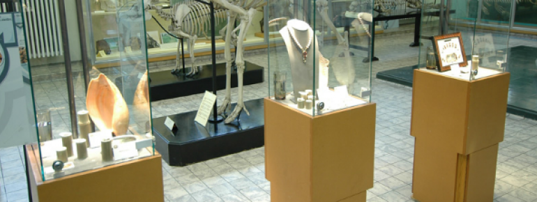 At the museum, you find everything there is to know about both land-living animals and maritime creatures