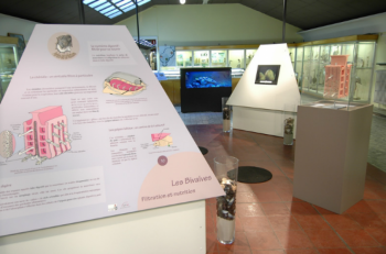 Scientific insights are presented to the public in the most informative and exciting way at the museum