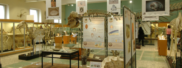 The Zoological Museum accommodates around 20,000 stuffed animals and skeletons
