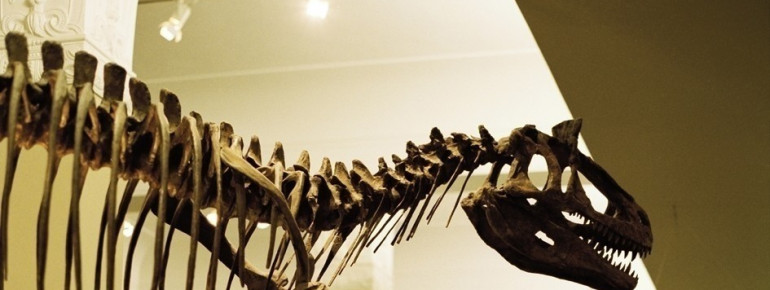 Part of the museum's natural historical collection