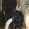 There are various kinds of goats to be seen.