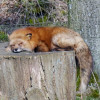 The fox taking a rest.