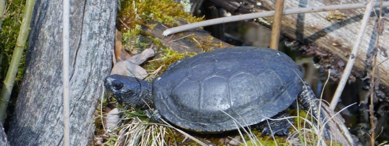 You can also see turtles.