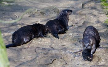 Three of the local otters.