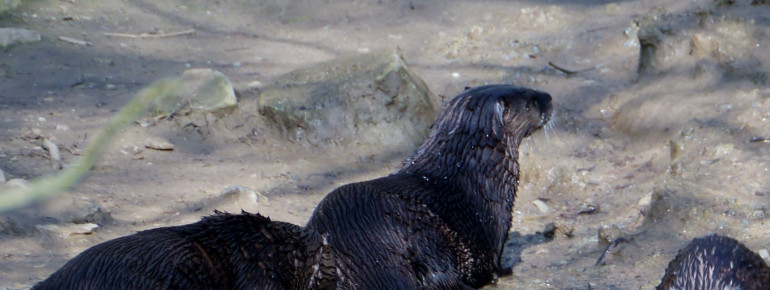 Three of the local otters.