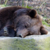A brown bear taking a nap.