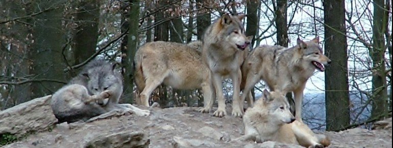 The wolf pack.