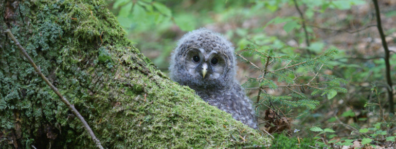 If you take binoculars, you might even be able to spot animals like the Ural owl.