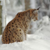 You can meet lynxes and other animals up close at the enclosure.