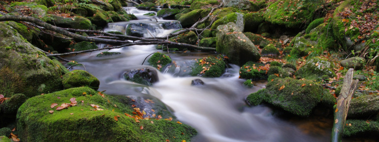 Reschbach stream has a mystic atmosphere.