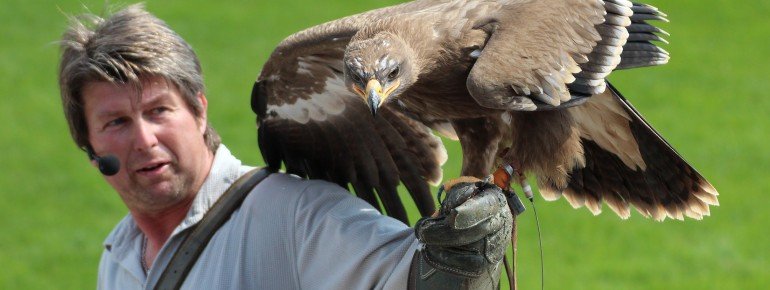 Experience falcons from up close.