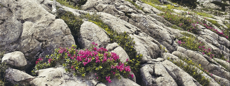 At the core zone, leaving nature to itself is the top priority.