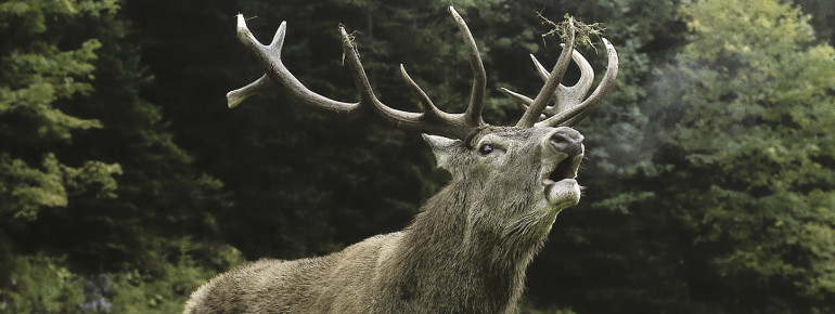 The nature reserve is home to deer and many other species.