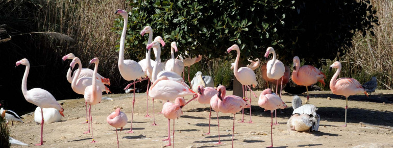Flamingos at Bird Park in Kennedy Grove.