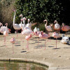 Flamingos at Bird Park in Kennedy Grove.
