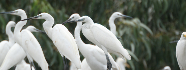 More than 200 bird species have their home here.