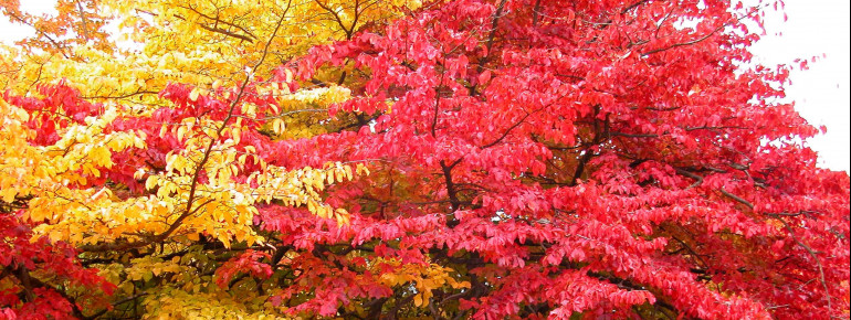 Persian ironwood tree