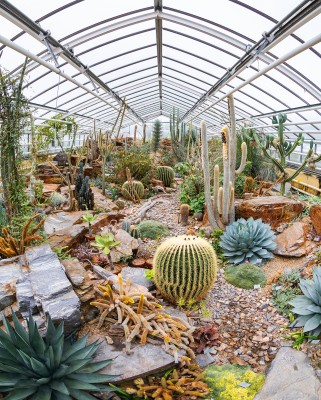 View of the cactus house in the greenhouse of the Botanical Garden in Munich.